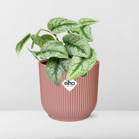 Scindapsus Pictus ‘Trebie’ in elho Vibes Fold 14cm Rosa