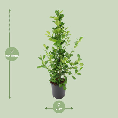 Ficus microcarpa Moclame - Ø21cm - ↕95cm