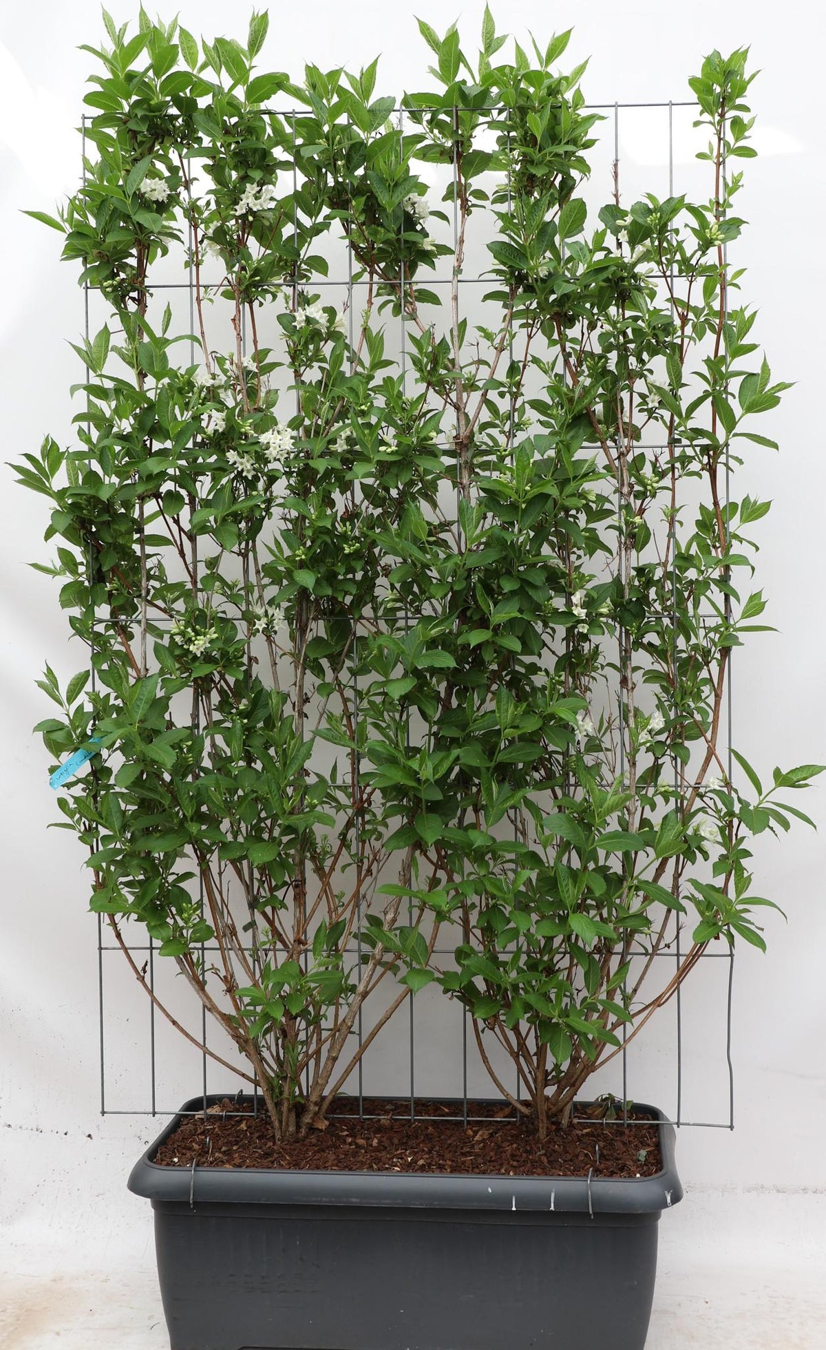 Weigela 'Candida' - ↨180cm - 1 Stück