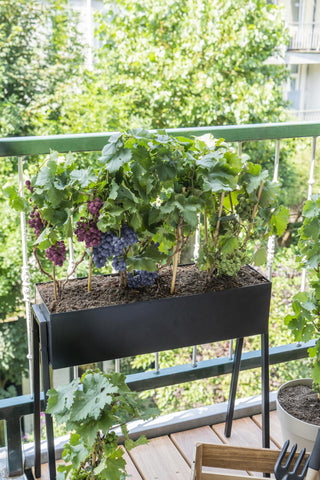 3x - Vitis Pixie 'Pinot Noir' - ↨30cm - Ø14