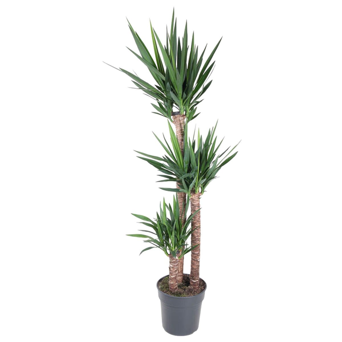 Yucca Elephantipes - 170 cm - ø31