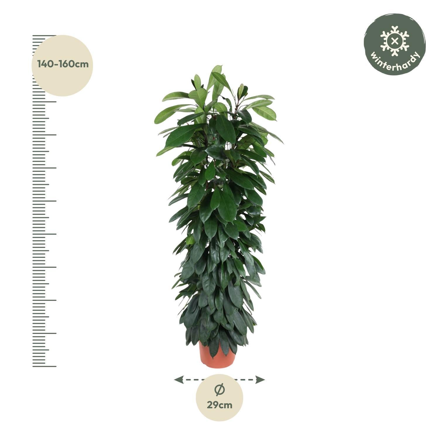 Ficus Cyatistipula Säule - 150 cm - ø29