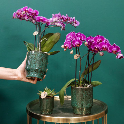 Kolibri Orchids | Lila Phalaenopsis Orchidee - Morelia Classy grün- Topfgröße Ø9cm | blühende Zimmerpflanze - frisch vom Züchter