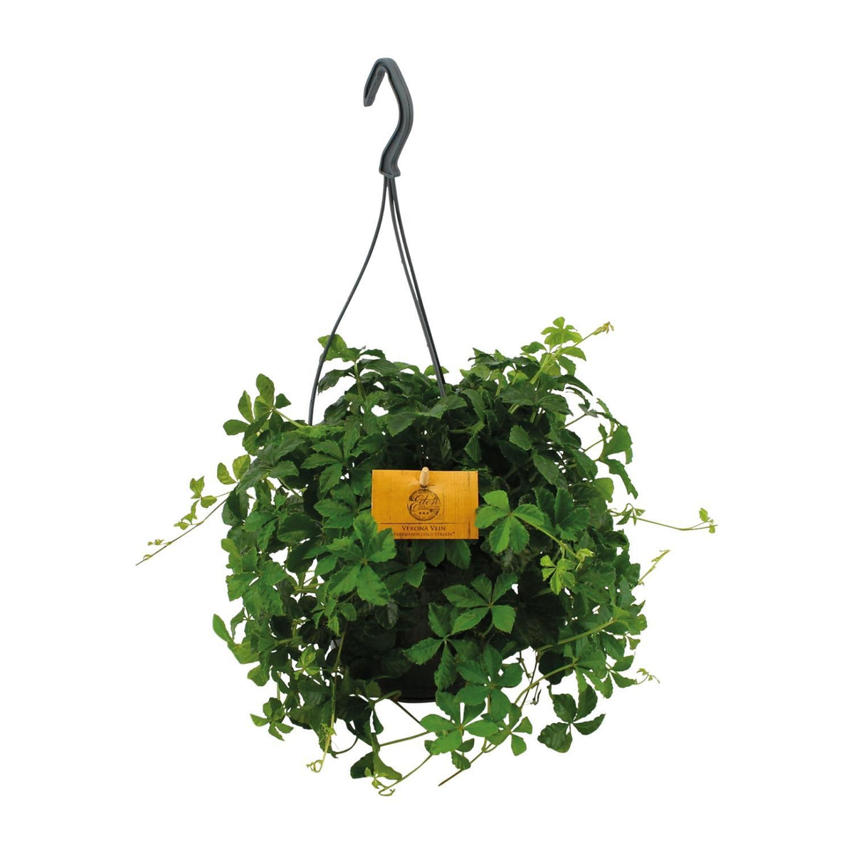 Parthenocissus Striatha Hang - Ø15cm - ↕15cm