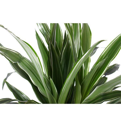 Dracaena Warneckii Ø21cm - ↕65cm in Albury Natural Korb