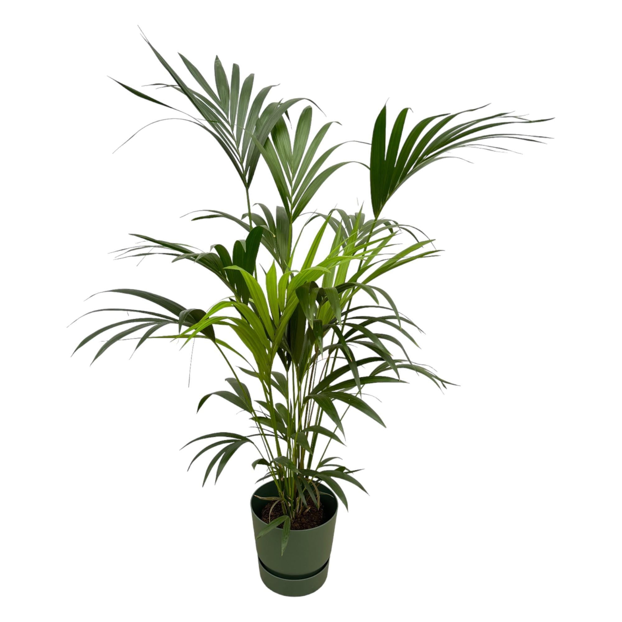 Kentia Palme inklusive elho Greenville Rund Grün - 160cm - Ø30