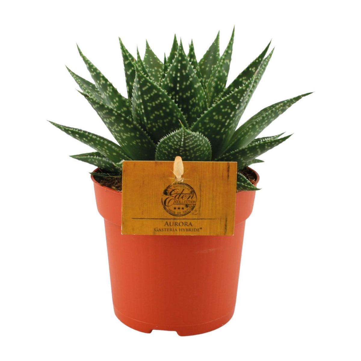 Gasteria Hybride Aurora - Ø11cm - ↕15cm