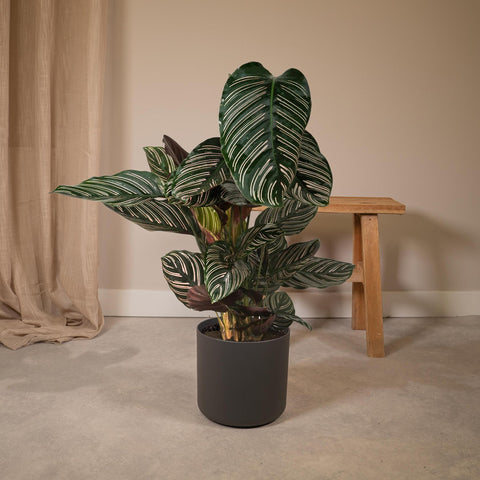 Calathea Ornata - Ø19 - ↨75cm