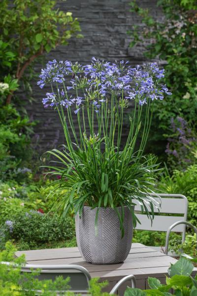 Agapanthus mit blauen Blumen