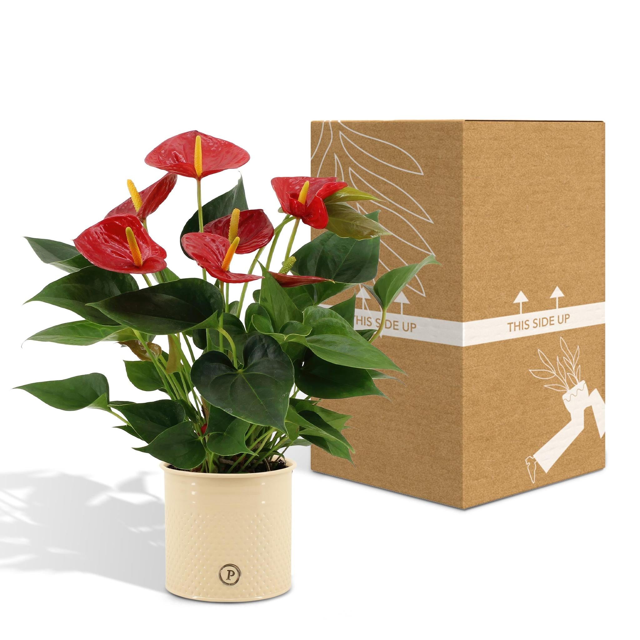 Anthurium Andreanum Diamond Red inkl. PURE Zink - 45cm - Ø12