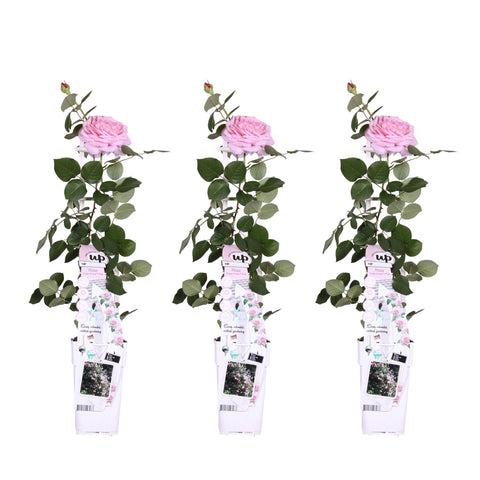 3x - Rosa Crazy in love 'Pink' - ↨65cm - Ø15