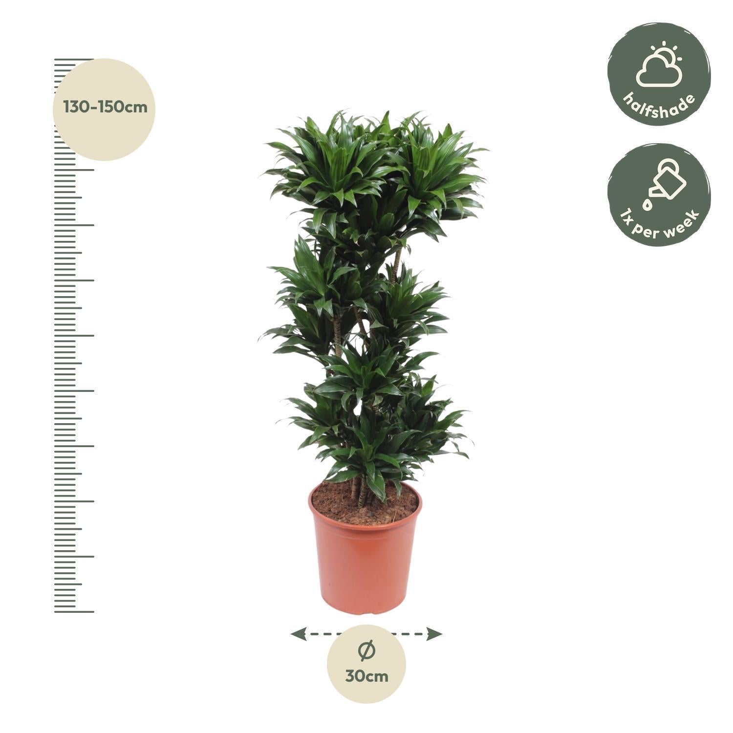 Dracaena Compacta - 140 cm - ø30