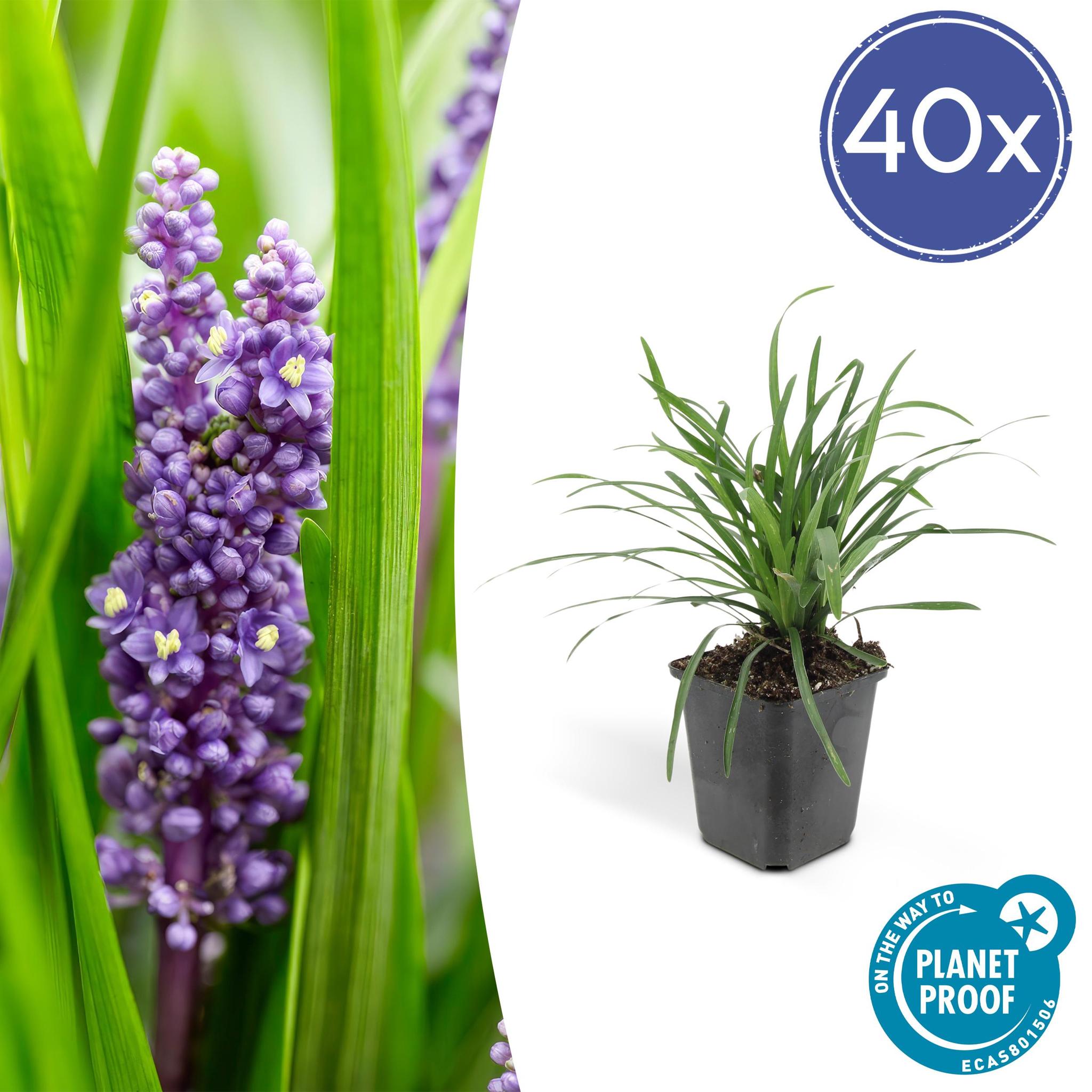 6x Liriope muscari 'Big Blue' - ↕10-25cm - Ø9cm - 40x