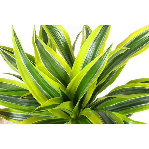 Dracaena Lemon Lime Ø21cm - ↕65cm in Vibes Rosa Topf