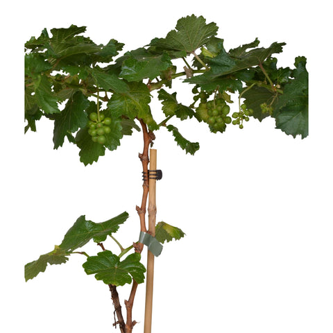 3x - Vitis Pixie 'Riesling' - ↨30cm - Ø14