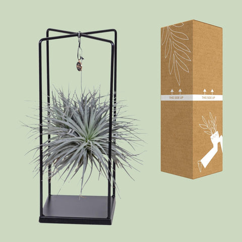 Tillandsia Lonantha Abdita Ø20cm - ↕20cm