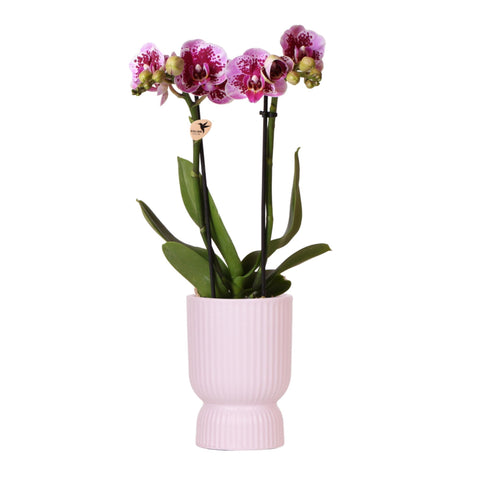 Kolibri Orchids | rosa lila Phalaenopsis Orchidee - El Salvador + Diabolo pink - Topfgröße Ø9cm | blühende Zimmerpflanze - frisch vom Züchter