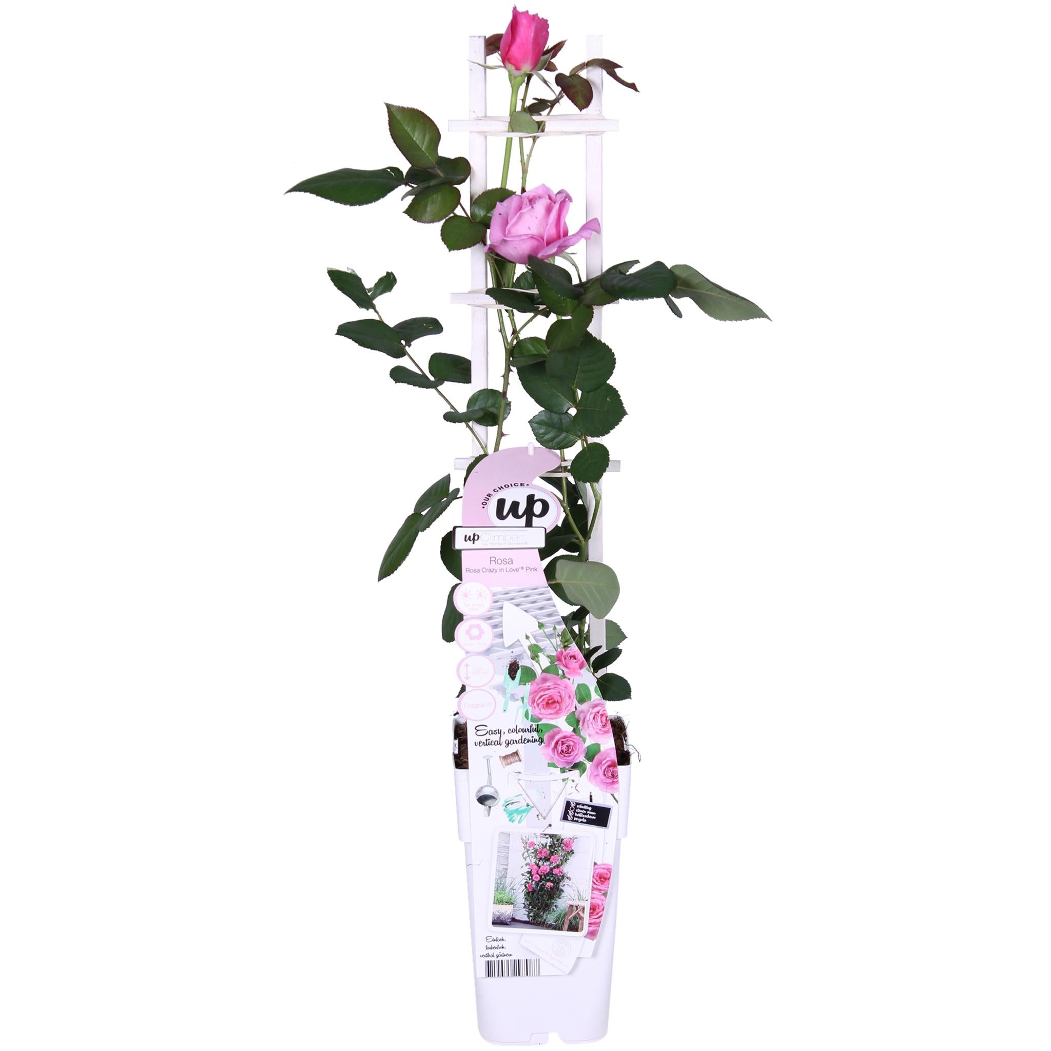 Rosa Crazy in love 'Pink' - Rosa Rose