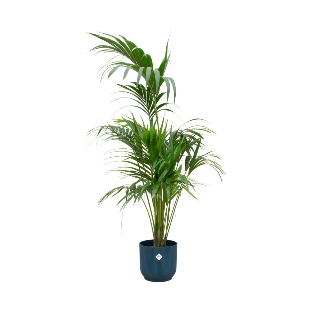 Kombi-Angebot - Kentia-Palme inkl. elho Vibes Fold Rund Blau Ø30 - 180 cm