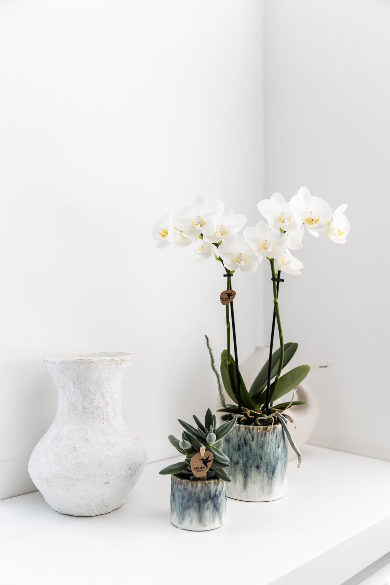 Kolibri Orchids | weiße Phalaenopsis Orchidee - Amabilis + Sky Topf - Topfgröße Ø9cm - 40cm hoch | blühende Zimmerpflanze im Blumentopf - frisch vom Züchter