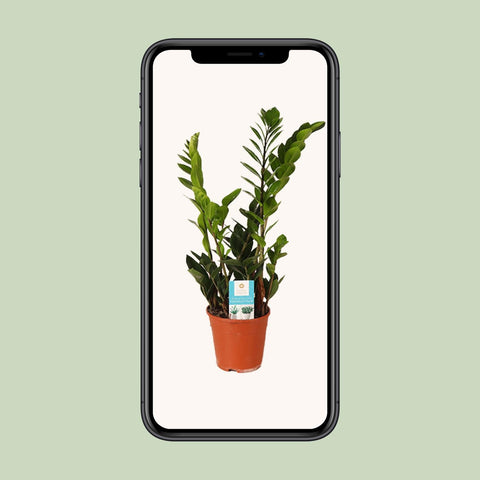 Zamioculcas Zamiifolia - Ø14cm - ↕45cm