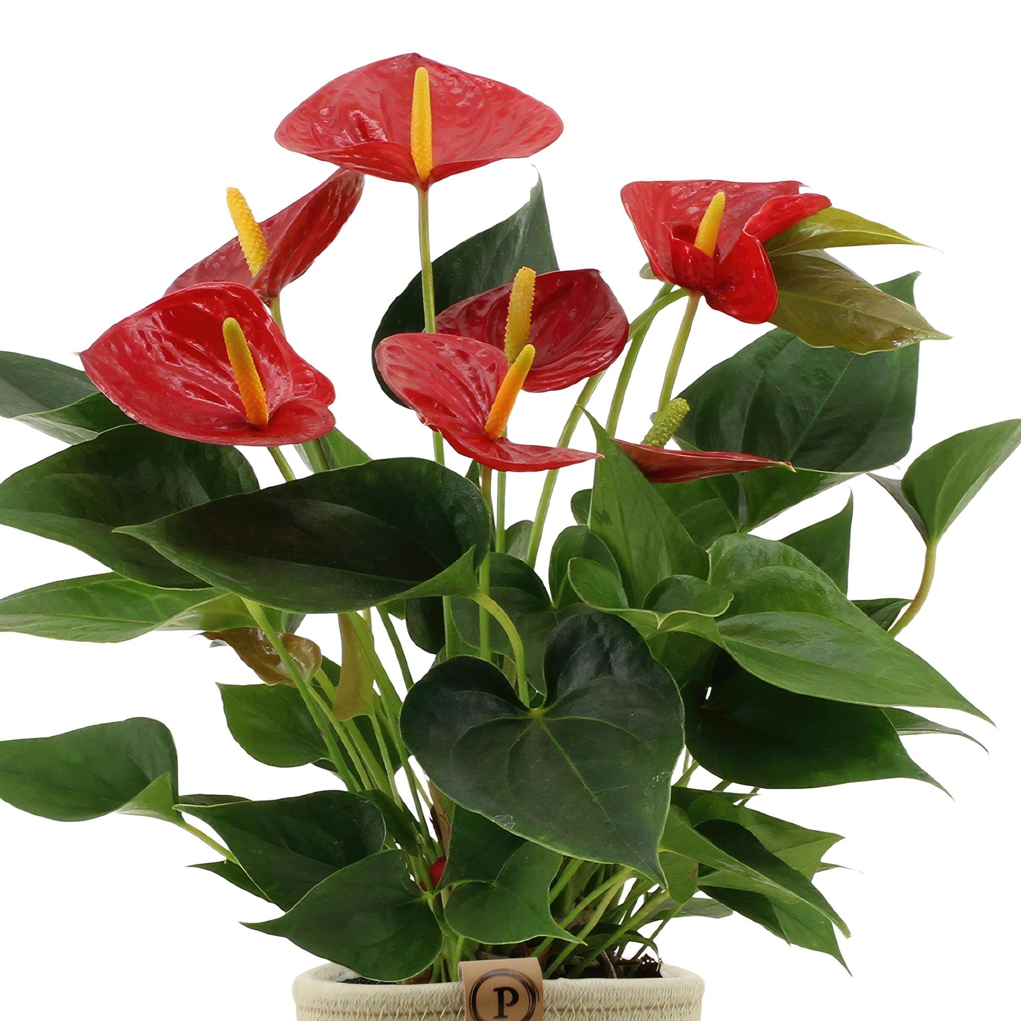 Anthurium Andreanum Diamond Red inkl. PURE Korb - 45cm - Ø12