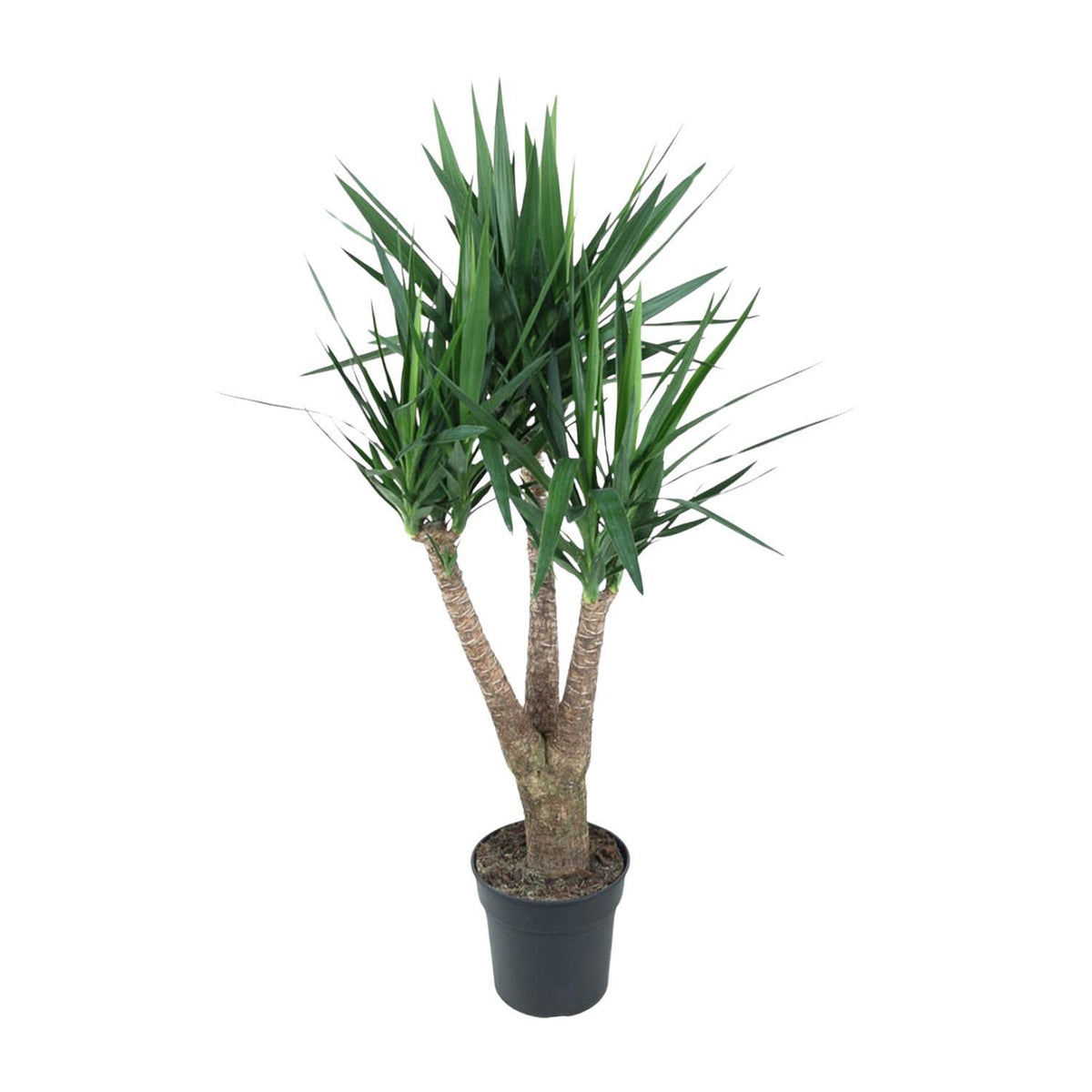 Yucca Elephantipes verzweigt - 150 cm - ø31