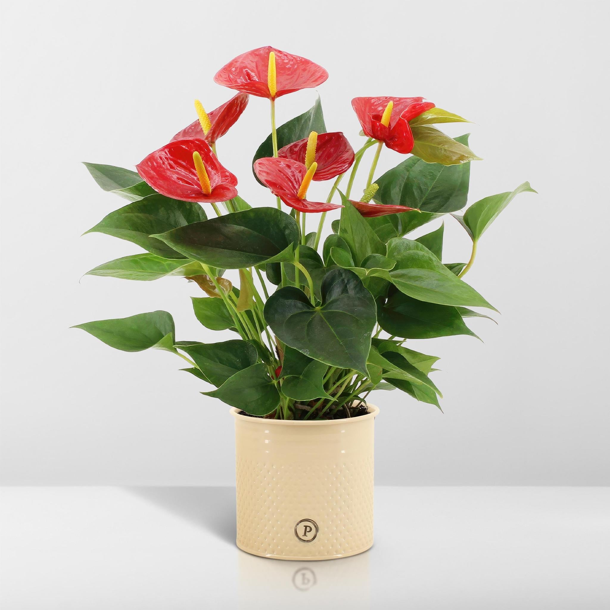 Anthurium Andreanum Diamond Red inkl. PURE Zink - 45cm - Ø12