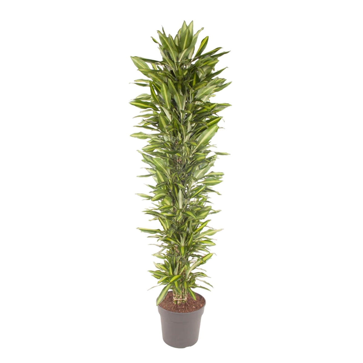 Dracaena Cintho verzweigt - 210 cm - ø40