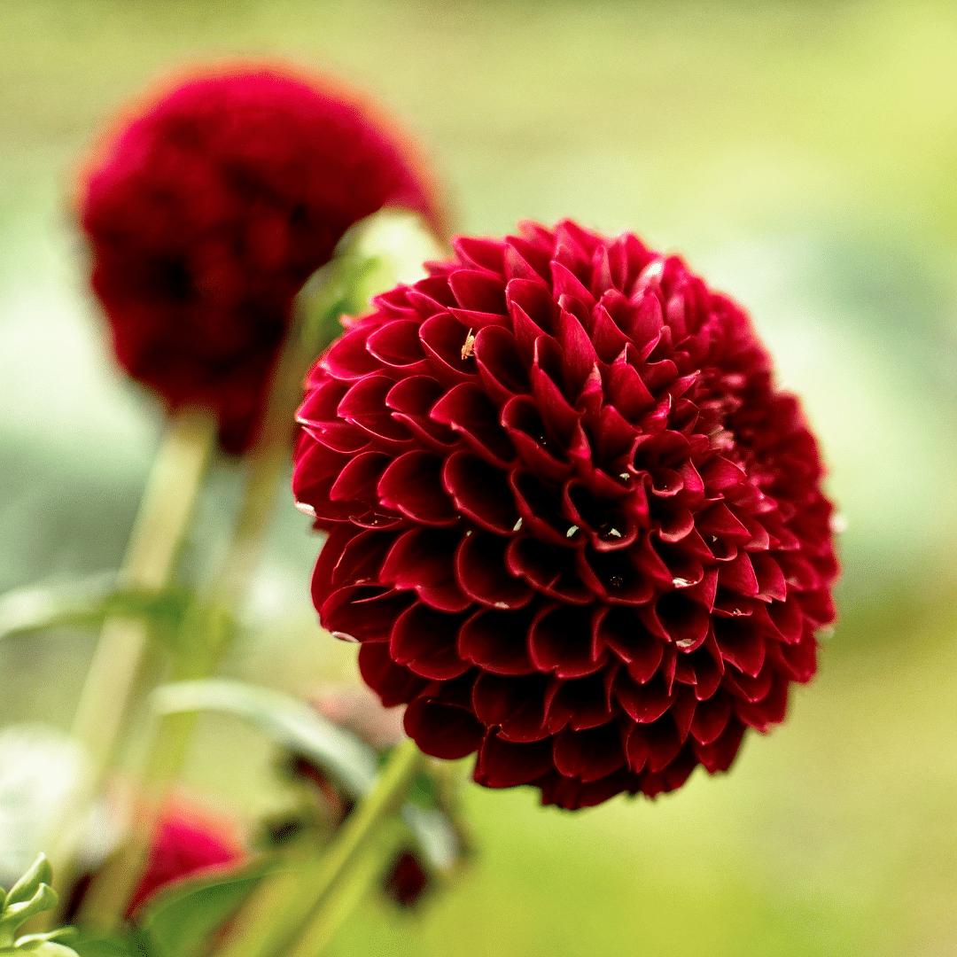 Flowerbulbs Amsterdam - 24x Dahlia Natal, Kugel Runde Blumen, 4 m2 Dahlienfreude