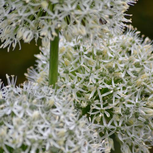 White Giant - Allium Zwiebeln 5 Stück