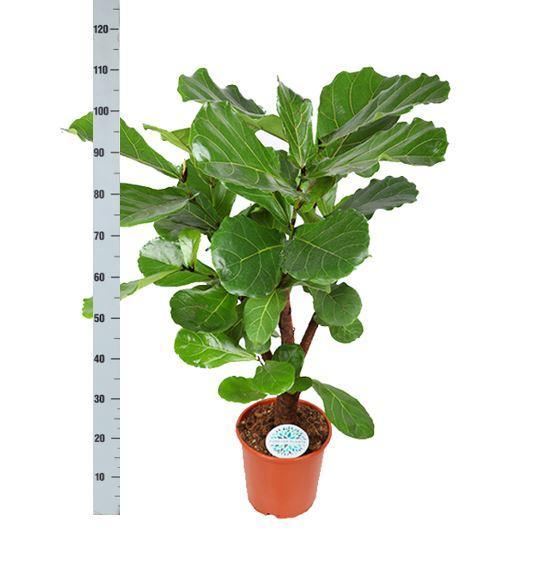 Ficus Lyrata (verzweigt) Ø24cm ↕110cm in Era Anthrazit Topf