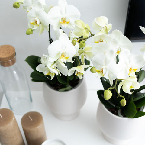 Kolibri Orchids | Weiße Phalaenopsis Orchidee Topfgröße - Jewel Ghent - Topfgröße Ø12cm | blühende Zimmerpflanze - frisch vom Züchter