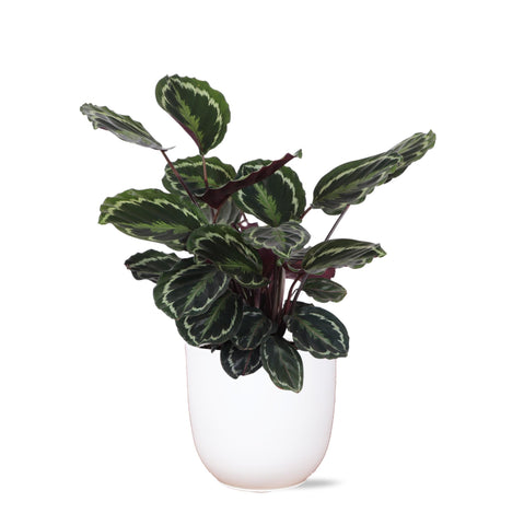 Calathea Medaillon Ø21cm - ↕70cm in Boule Weiß Topf