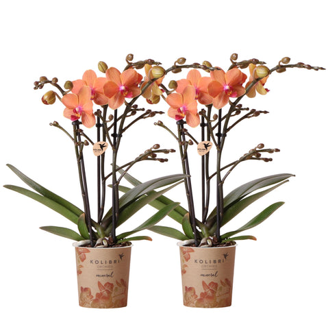 Kolibri Orchids | Kombi-Angebot von 2 orange Phalaenopsis Orchideen - Bozen - Topfgröße Ø9cm blühende Zimmerpflanze - frisch vom Züchter