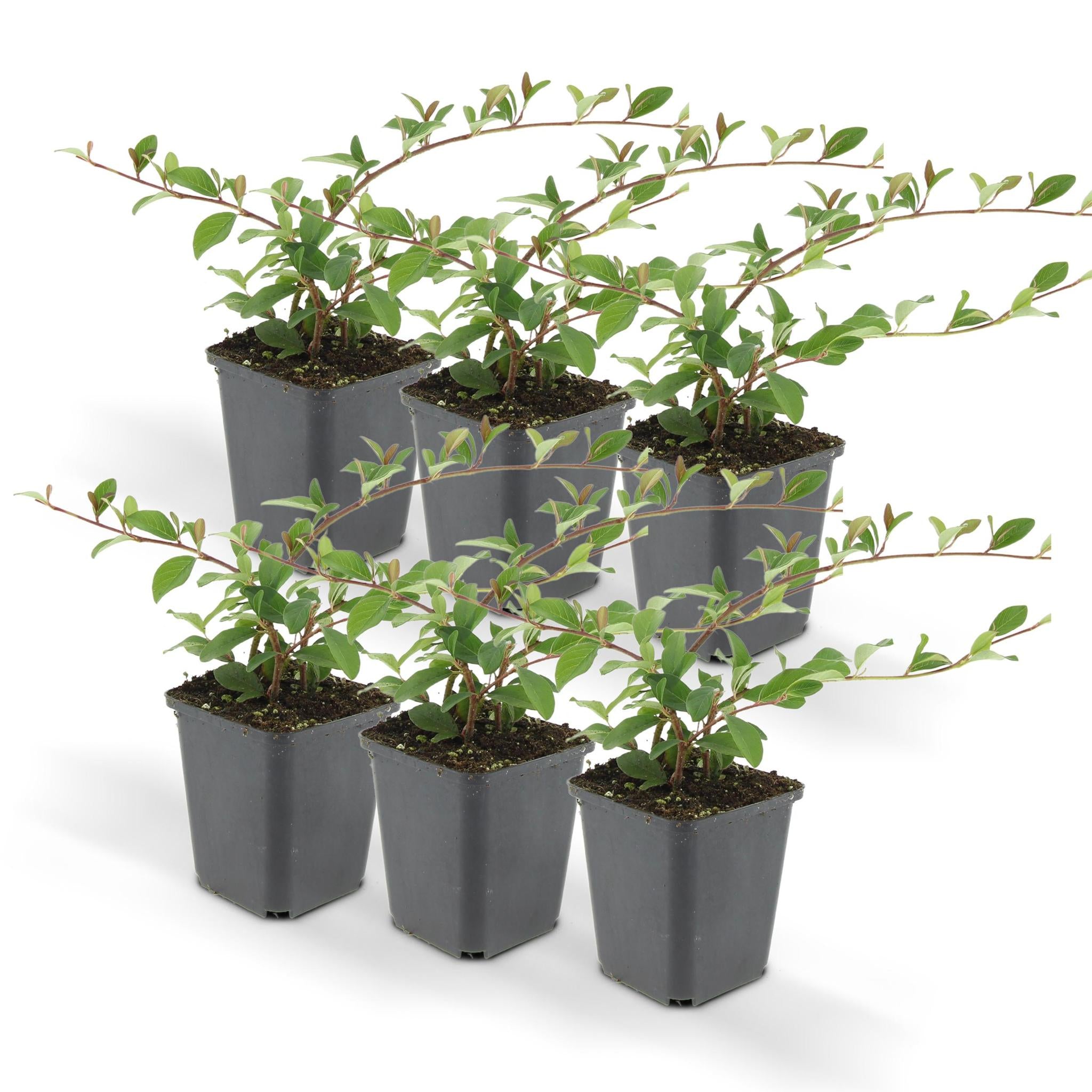 6x Cotoneaster dammeri - ↕10-25cm - Ø9cm - 6x