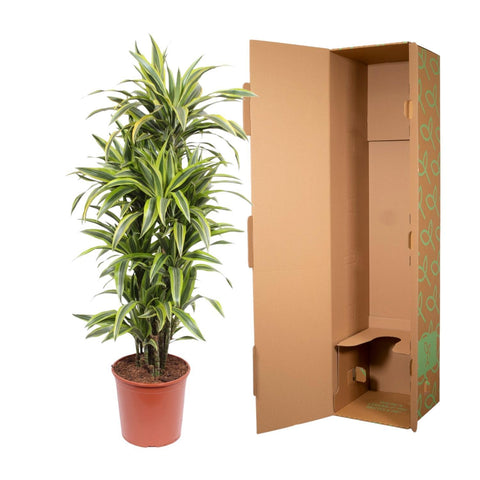 Dracaena Lemon Lime - 150 cm - ø30