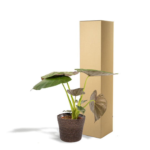 Alocasia Wentii - Ø19cm - ↕65cm + Korb Igmar