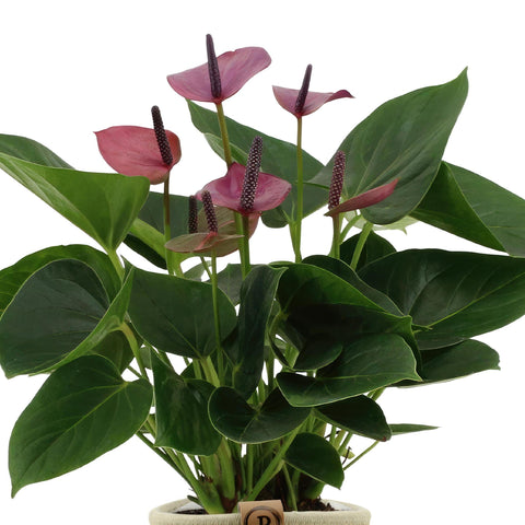 Anthurium Andreanum Baby Purple inkl. PURE Korb - 45 cm - Ø12 cm