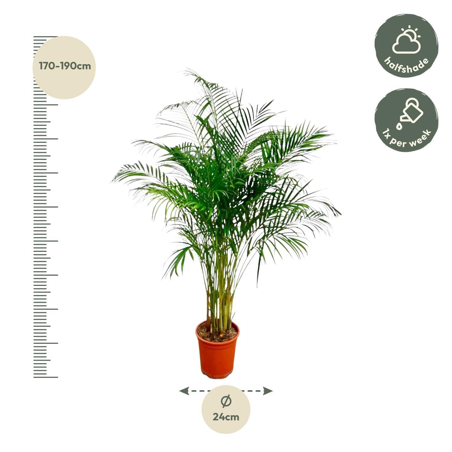 Dypsis Lutescens (Areca Palme) - 180 cm - ø24