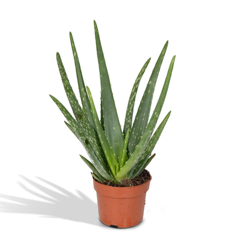 Aloe vera - Ø12 - ↨40cm