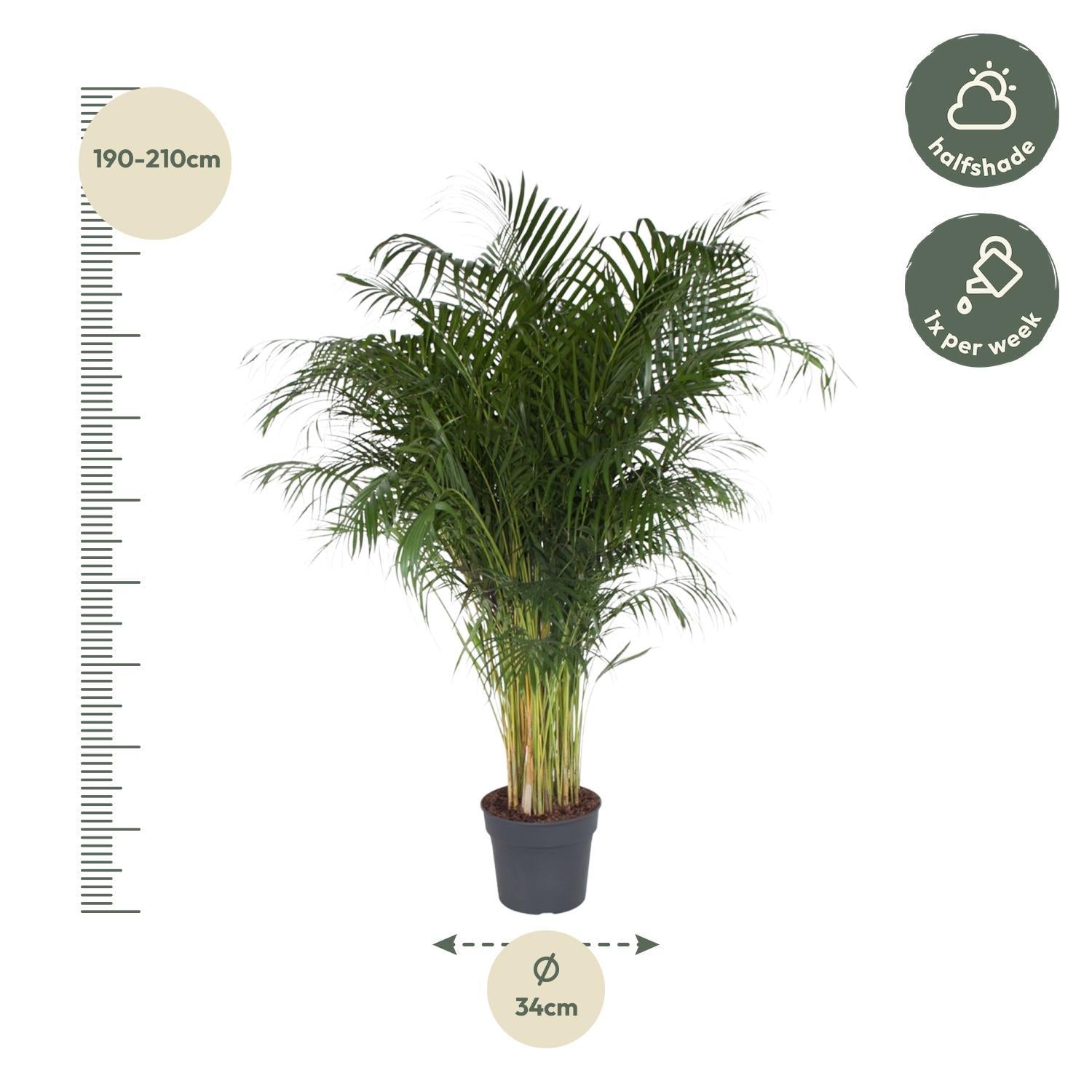 Dypsis Lutescens - 200 cm - ø34