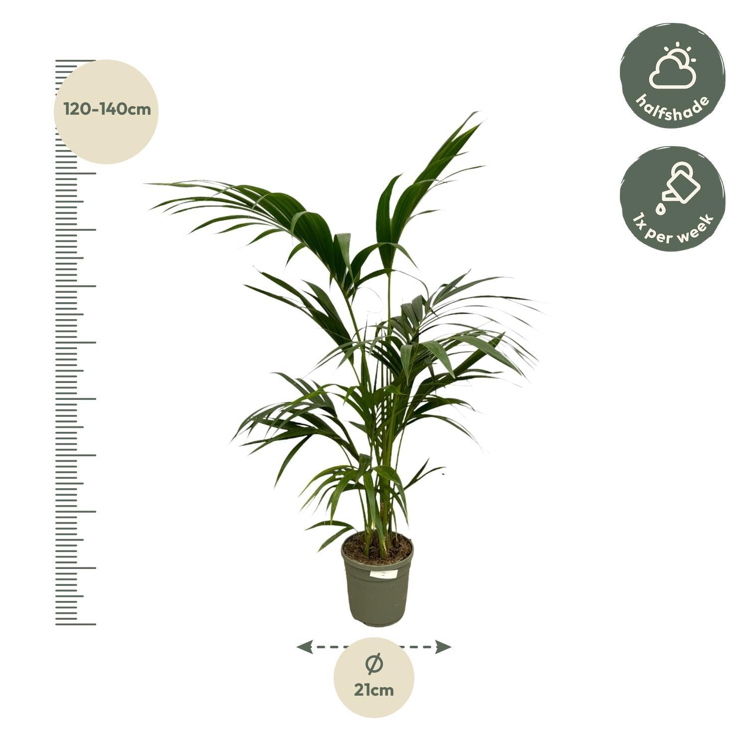 Kentia Palme - 130 cm - Ø21cm