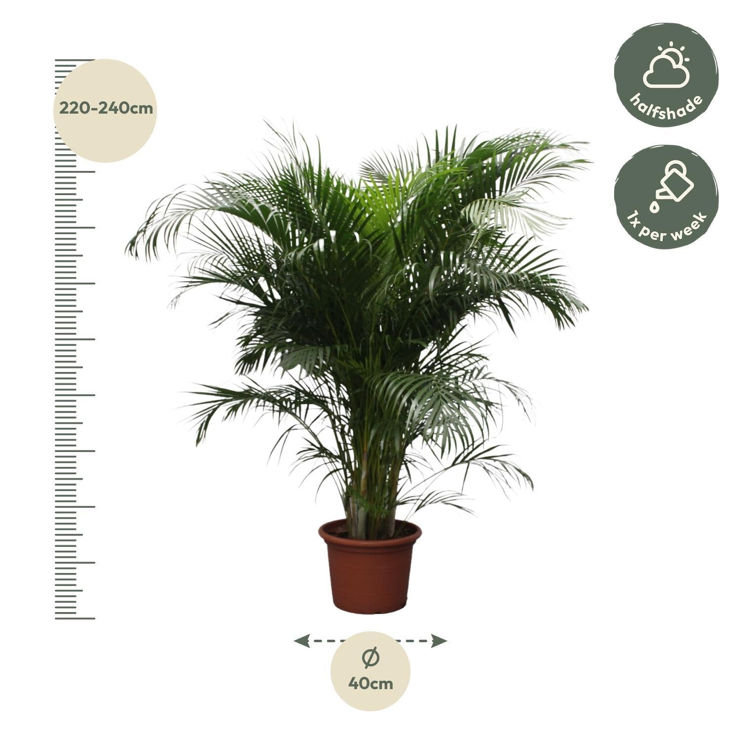 Dypsis Lutescens (Areca Palme) - 230 cm - ø40