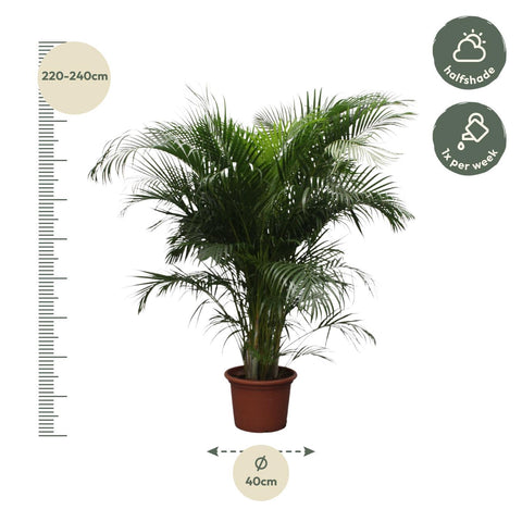 Dypsis Lutescens (Areca Palme) - 230 cm - ø40