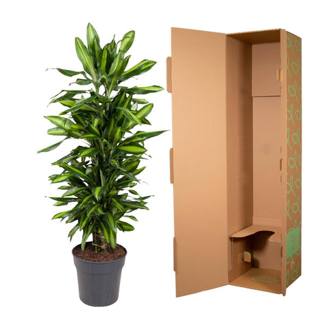 Dracaena Cintho verzweigt - 120 cm - ø27