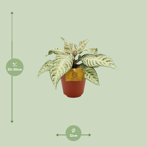 Aphelandra White Wash - 25cm - ø12