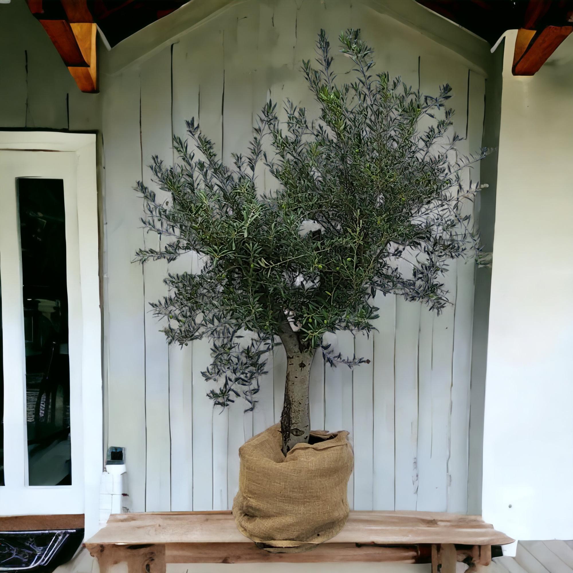 Olea europaea auf Stamm 45 Liter, Olivenbaum auf Stamm