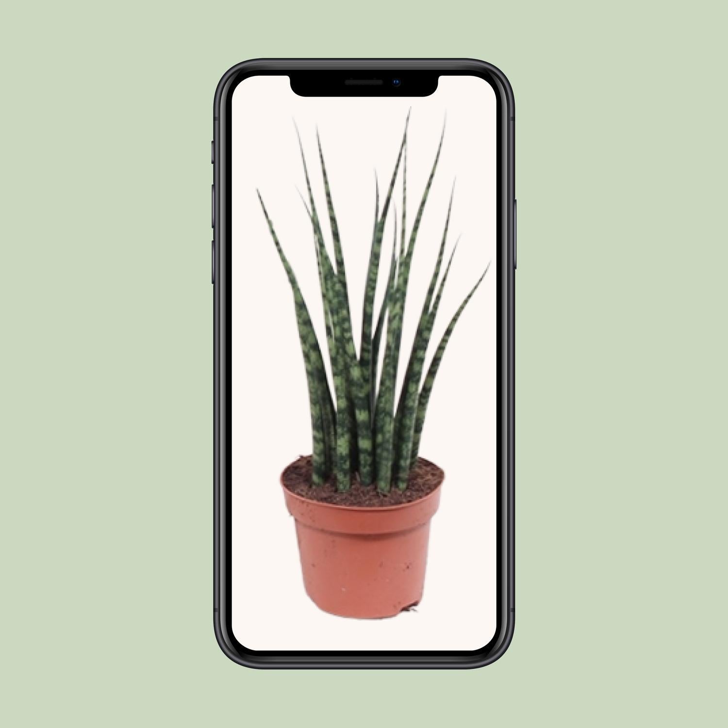 Sansevieria Fernwood Mikado - Ø12cm - ↕40cm