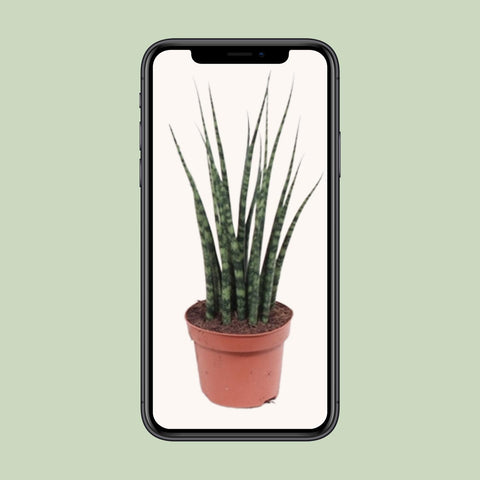 Sansevieria Fernwood Mikado - Ø12cm - ↕40cm